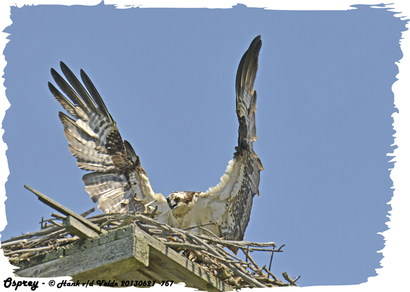 20130621 757 Osprey.jpg