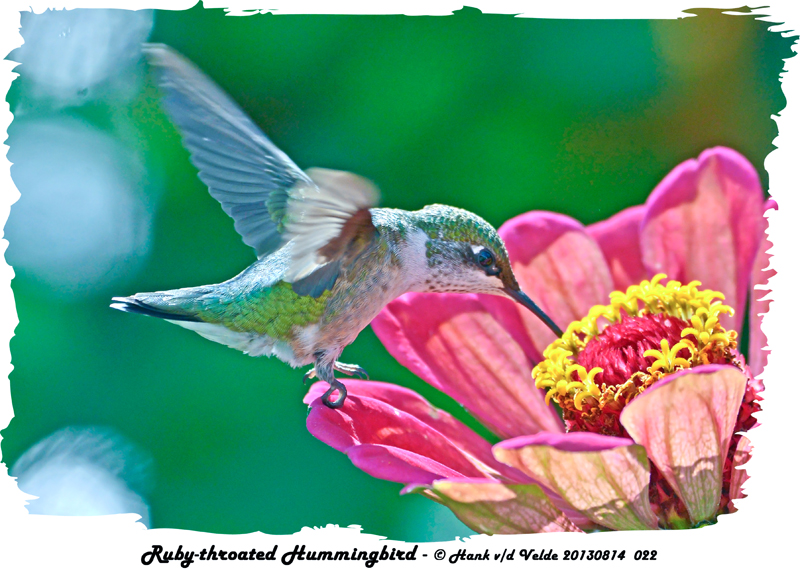 20130814 022 Ruby-throated hummingbird.jpg