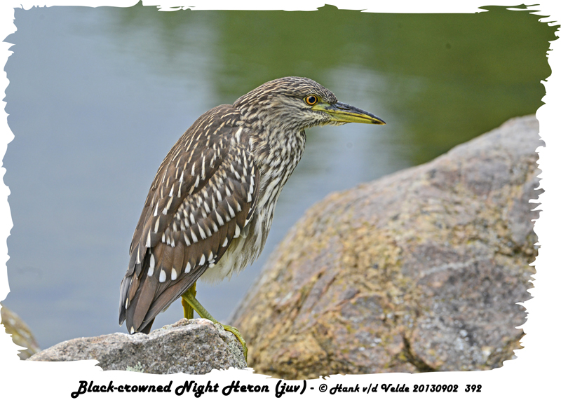 20130902 392 Black-crowned Night Heron (juv).jpg