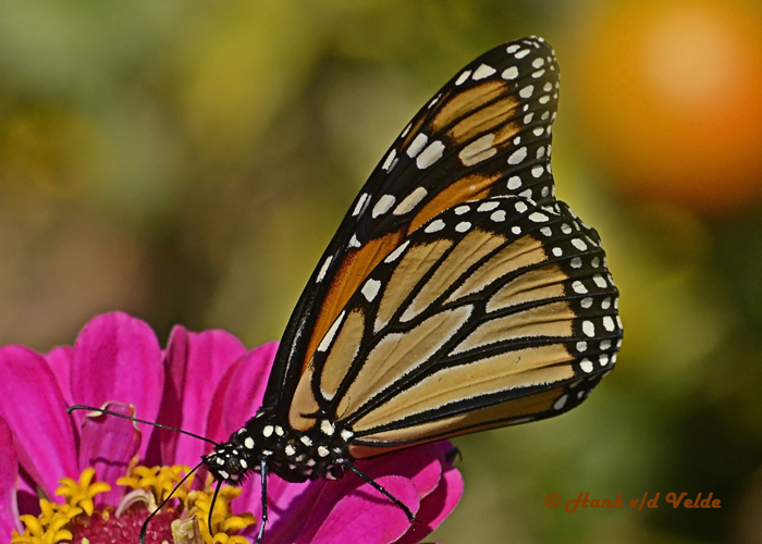 20120917 095 Monarch HP NX2.jpg