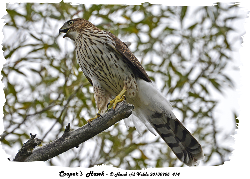 20130903 414 SERIES - Coopers Hawk.jpg
