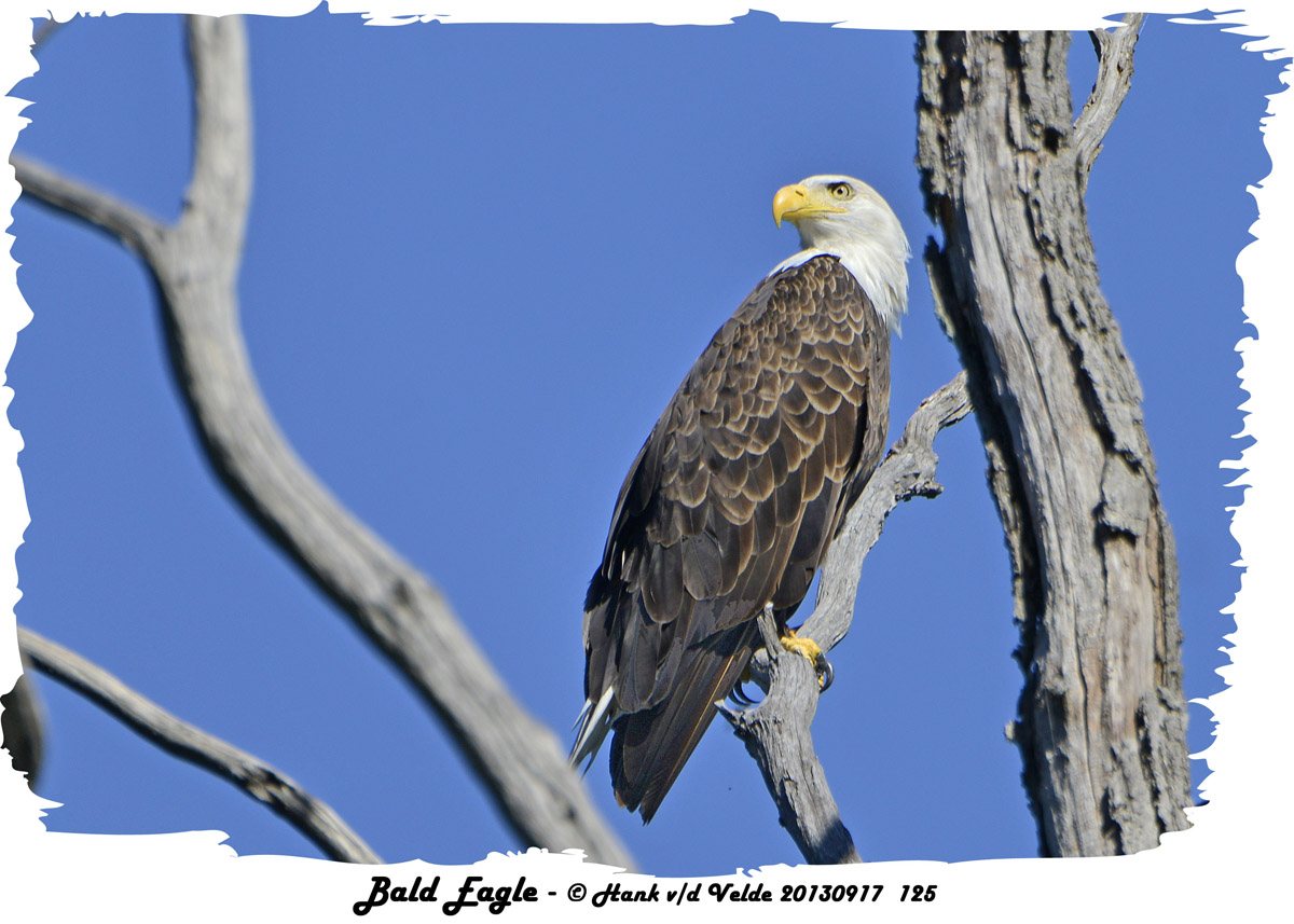 20130917 125 Bald Eagle.jpg