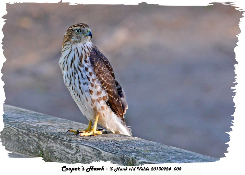 20130924 008 SERIES -  Coopers Hawk.jpg