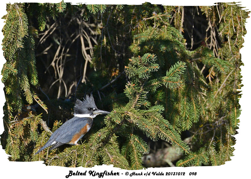 20131012 098 Belted Kingfisher.jpg