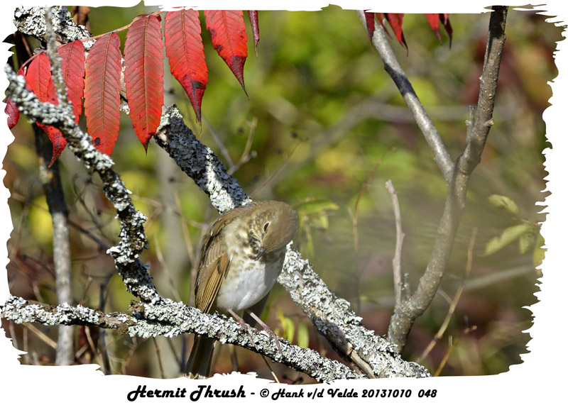 20131010 048 Hermit Thrush.jpg