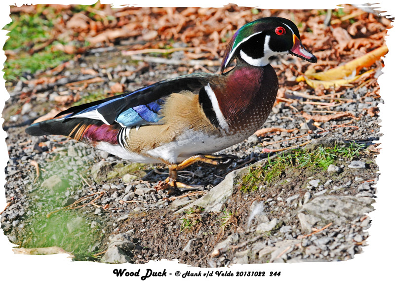 20131022 244 SERIES - Wood Ducks.jpg