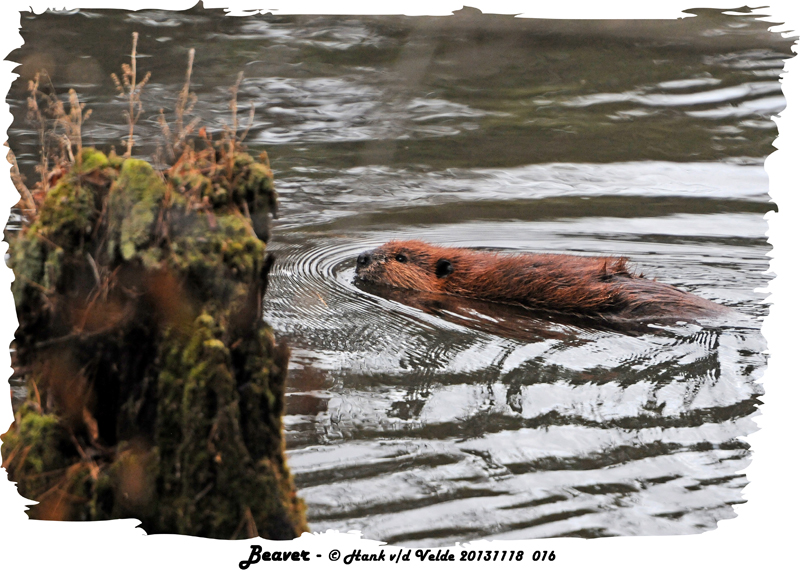 20131118 016 Beaver.jpg