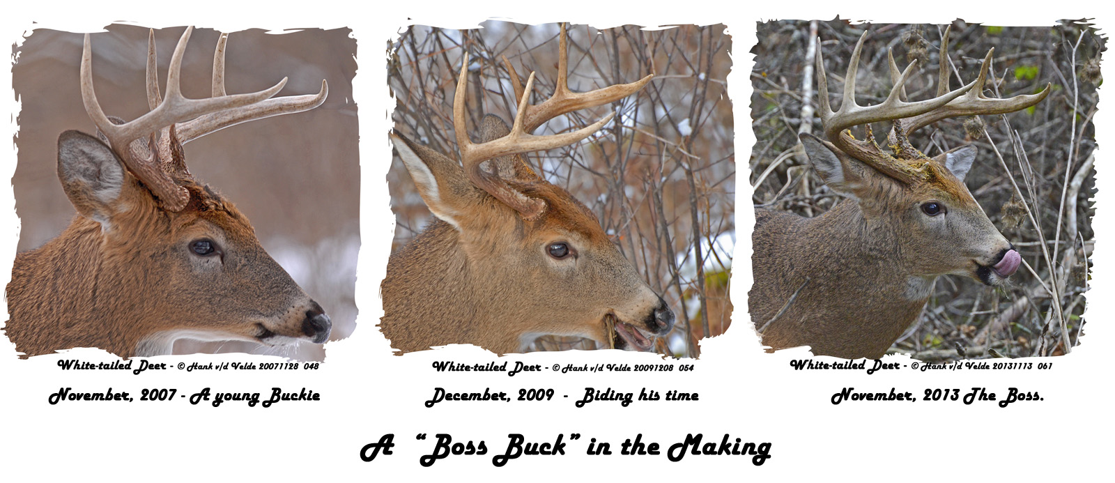 01 20071128 048 20091208  054 20131113  061 W-t  Buck.jpg