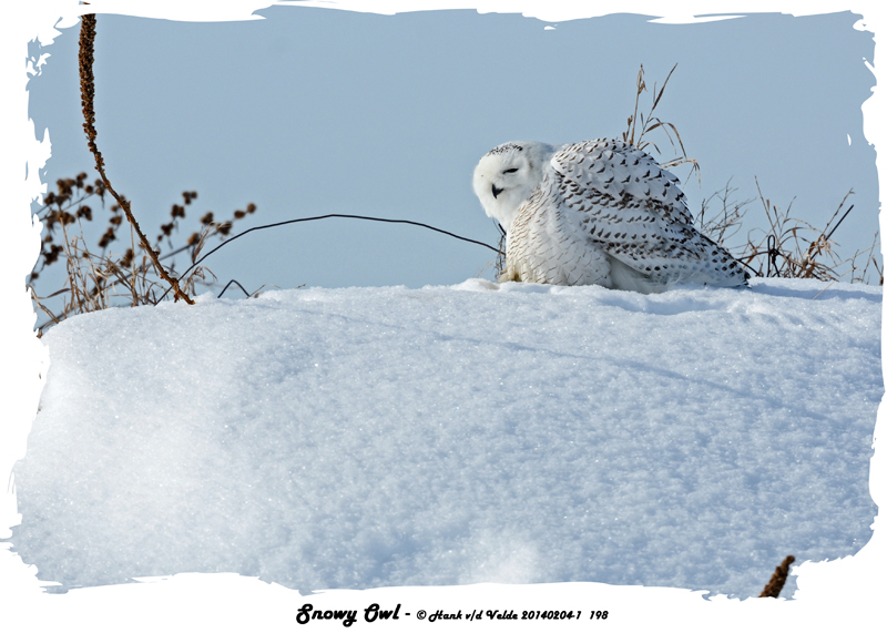 20140204 - 1 198 SERIES - Snowy Owl.jpg