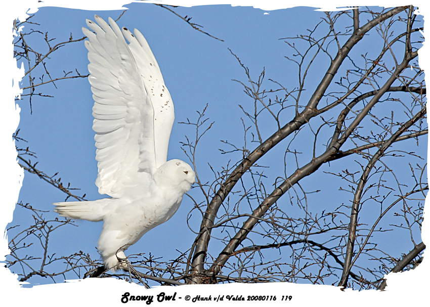 20080116 119 Snowy Owl1 raw2.jpg