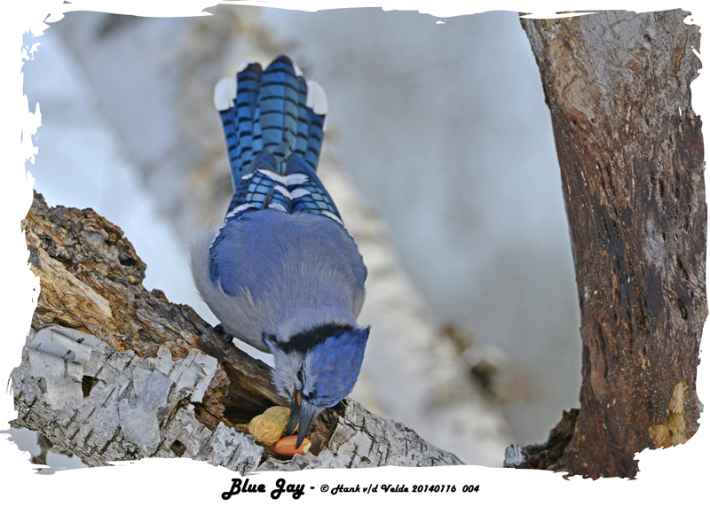 20140116 004 SERIES -  Blue Jay.jpg