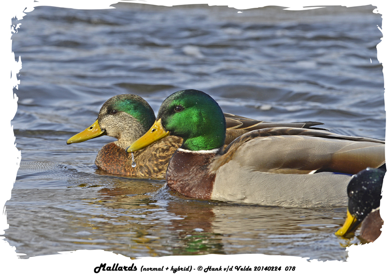 20140224 078 SERIES -  Mallards (normal + hybrid).jpg