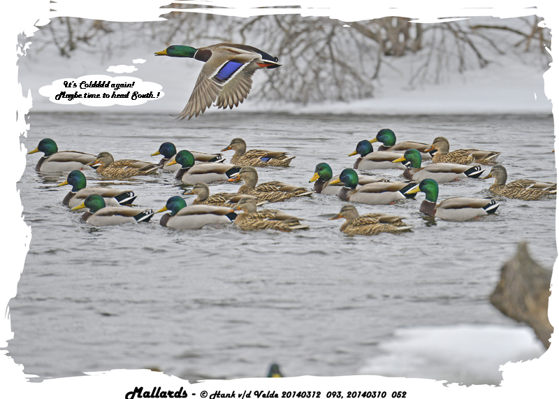 20140312 093 20140310 052 Mallards 3 .jpg