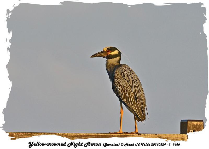 20140324 - 1 1466 Yellow-crowned Night Heron Jamaica.jpg