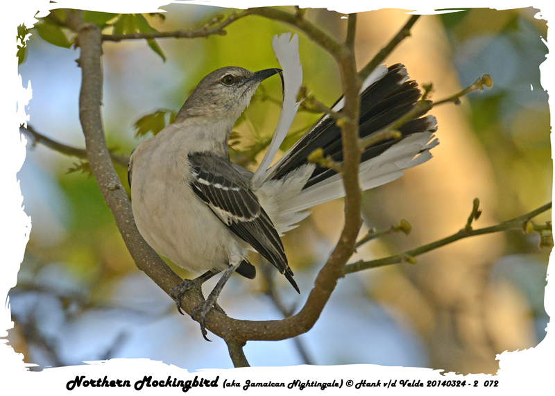 20140324 - 2 072 Northern Mockingbird (aka Jamaican Nightingale).jpg
