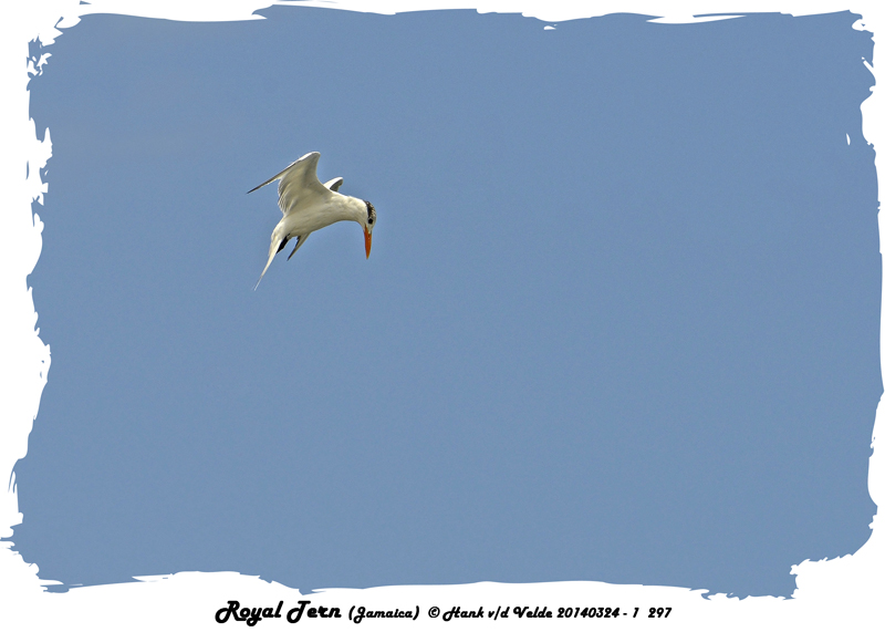 20140324 - 1 297 Royal Tern (Jamaica).jpg