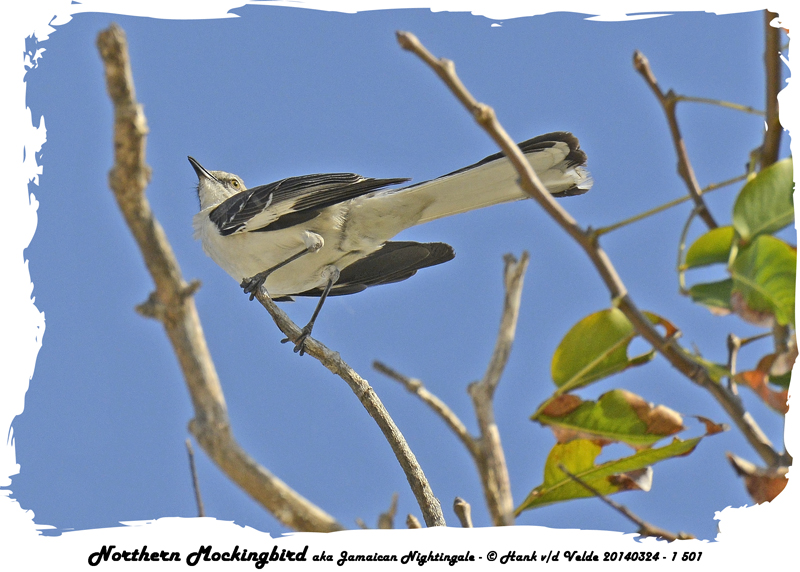 20140324 - 1 501 Northern Mockingbird aka Jamaican Nightingale.jpg