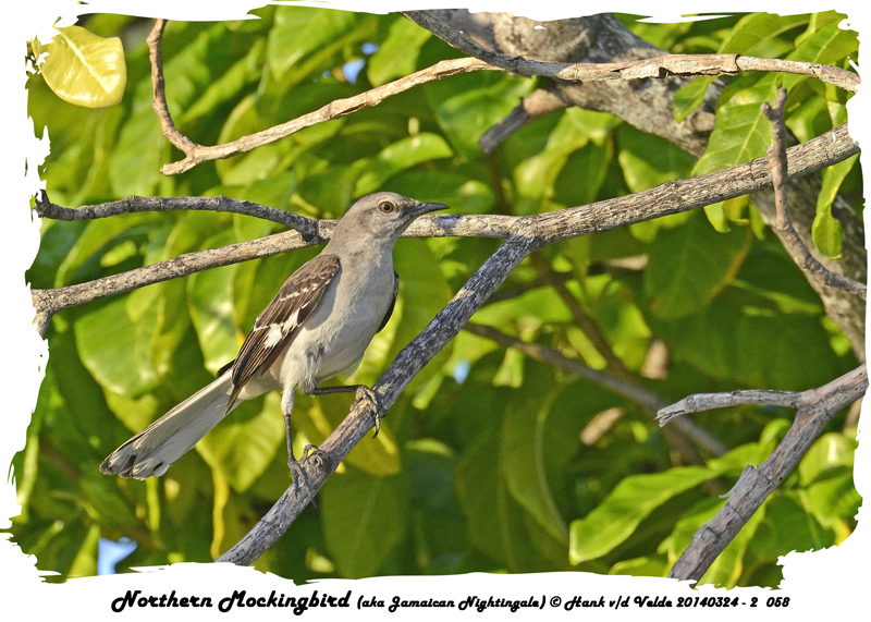 20140324 - 2 058 Northern Mockingbird (aka Jamaican Nightingale).jpg
