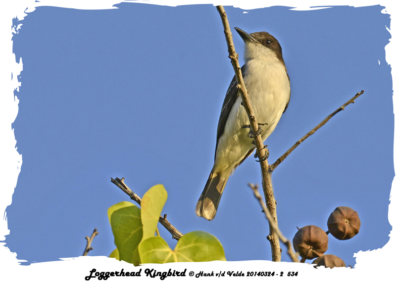 20140324 - 2 534 Loggerhead Kingbird2.jpg