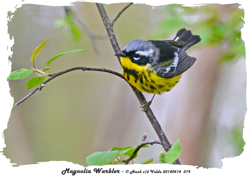 20140514 019 Magnolia Warbler.jpg