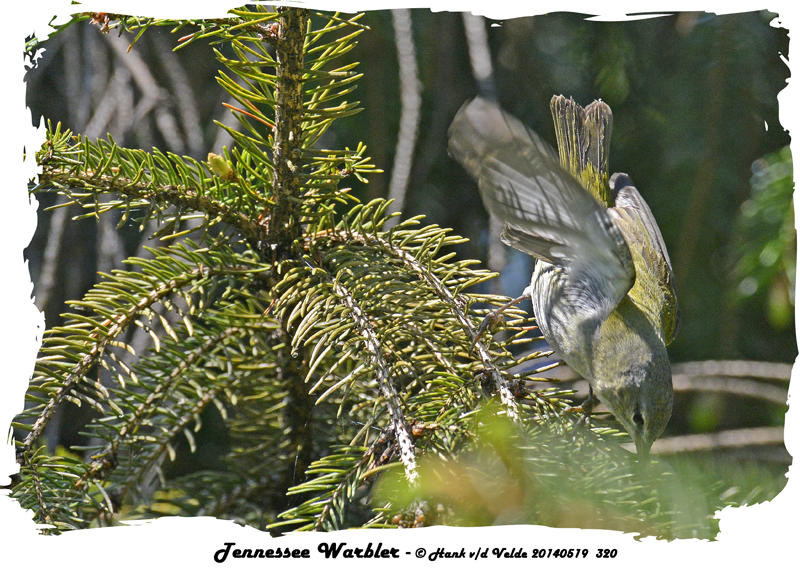 20140519 320  SERIES - Tennessee Warbler.jpg