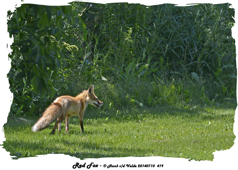 20140710 419 Red Fox.jpg