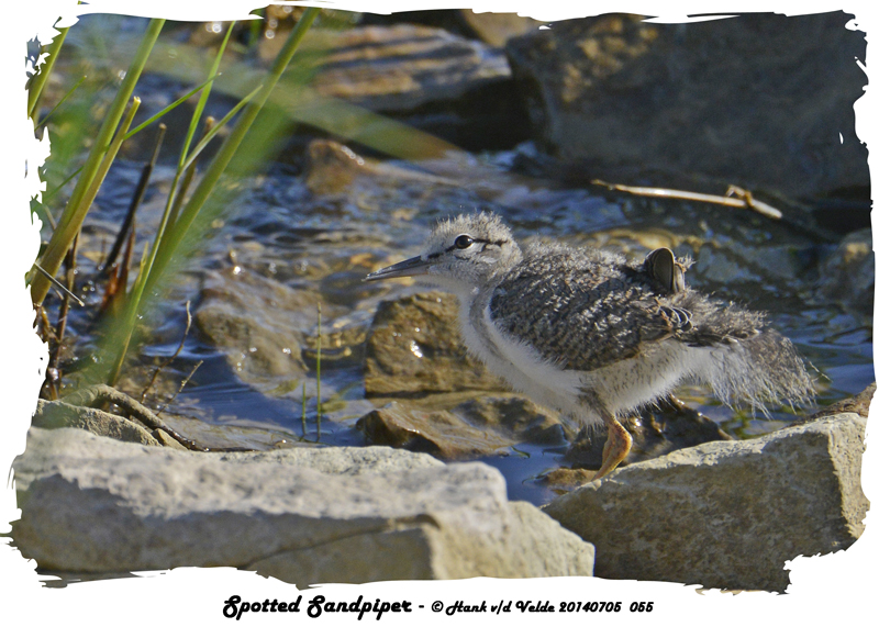 20140705 055 SERIES - Spotted Sandpiper.jpg