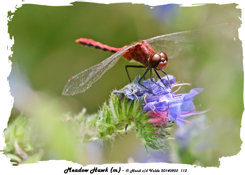 20140803 113 Meadowhawk (m).jpg