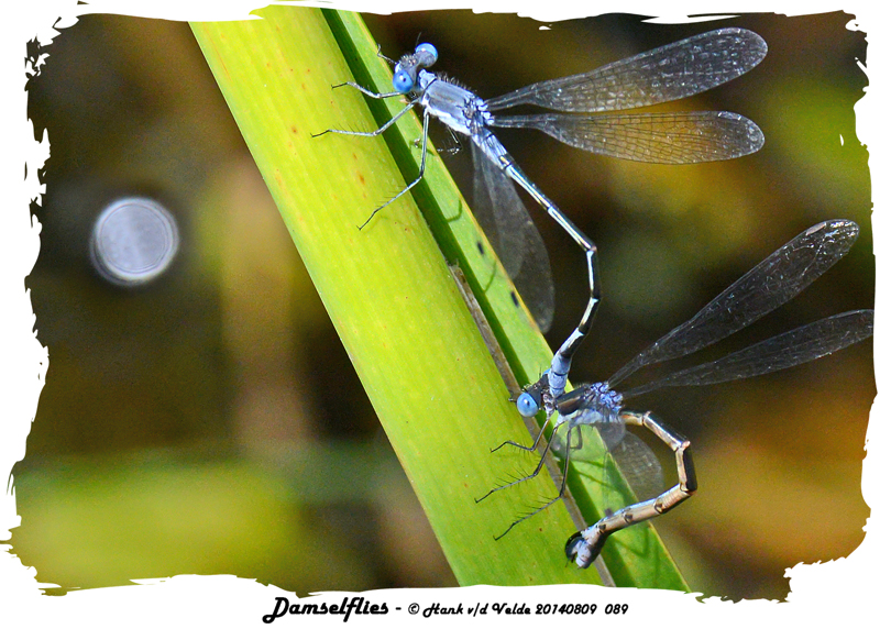 20140809 089 Damselflies.jpg