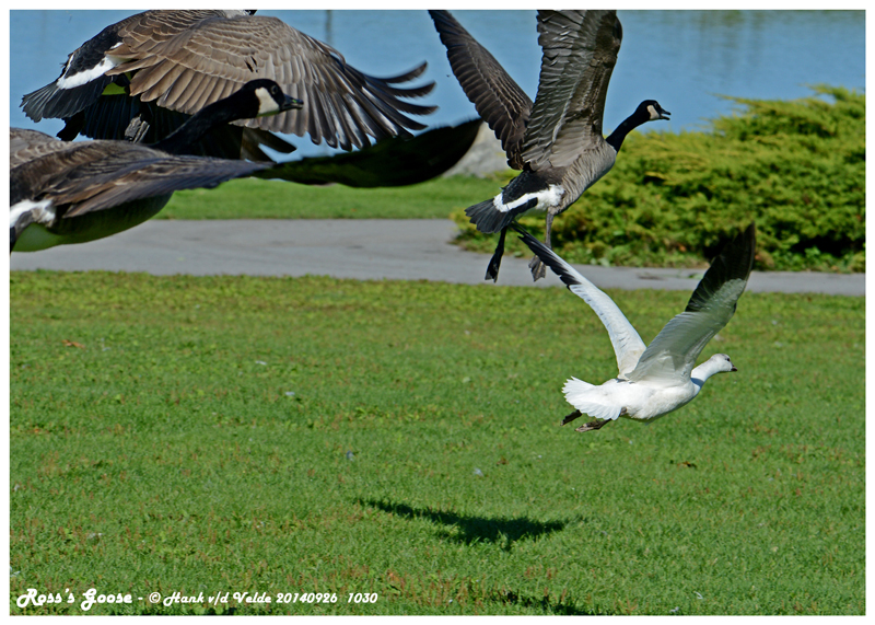 20140926 1030 SERIES -  Rosss Goose.jpg