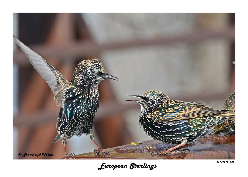 20141119 035 European Starlings.jpg