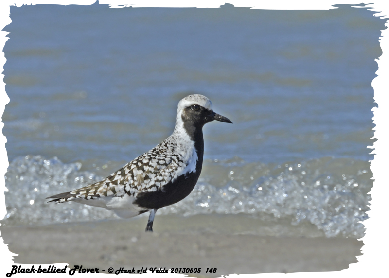 20130605 148 Black-bellied Plover.jpg