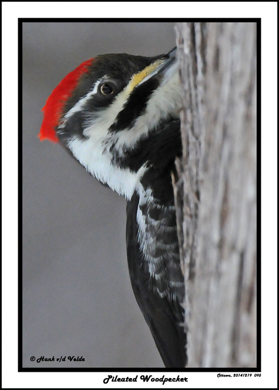 20141219 095 Pileated Woodpecker.jpg