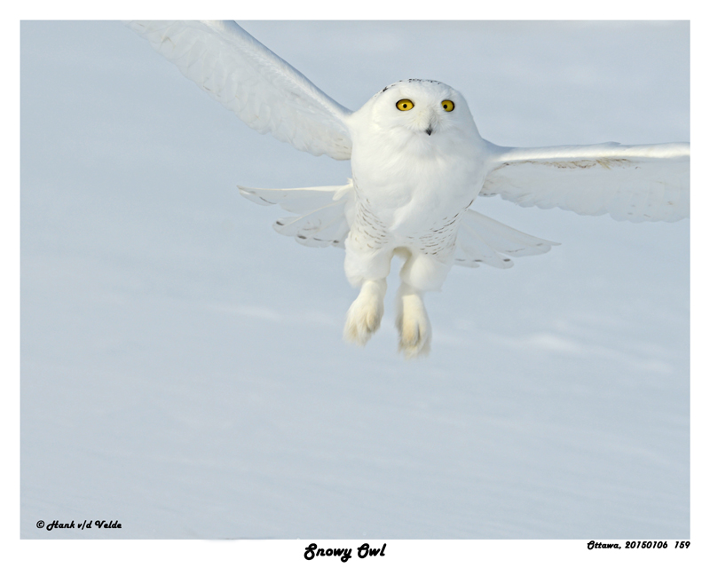 20150106 159 Snowy Owl2 1r1.jpg