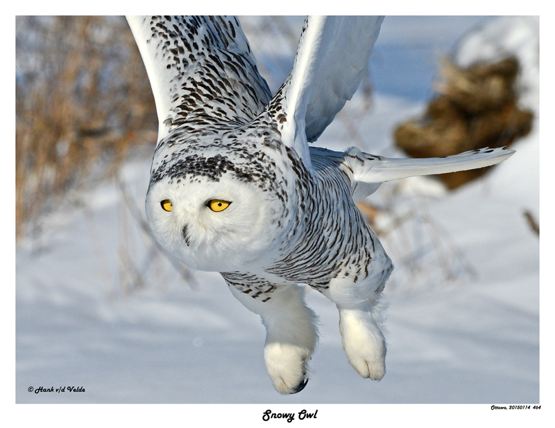 20150114 464 SERIES -  Snowy Owl c1.jpg