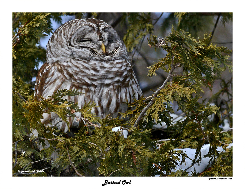 20150211 328 Barred Owl.jpg