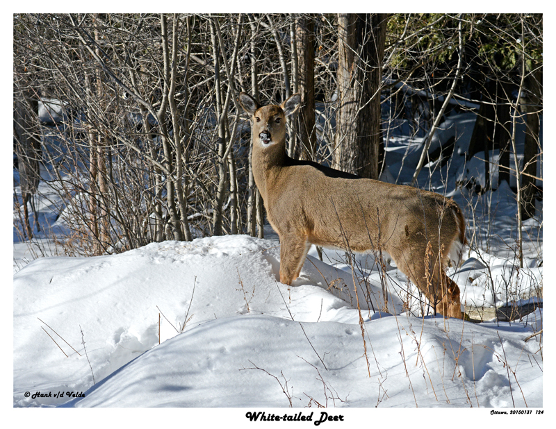 20150131 124 White-tailed Deer.jpg