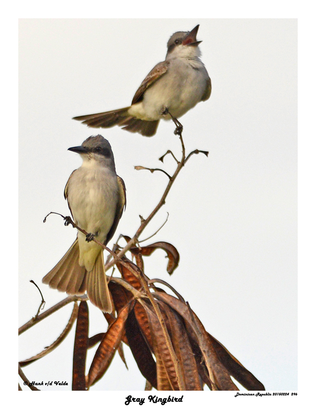 20150224 DR 296 Gray Kingbird.jpg