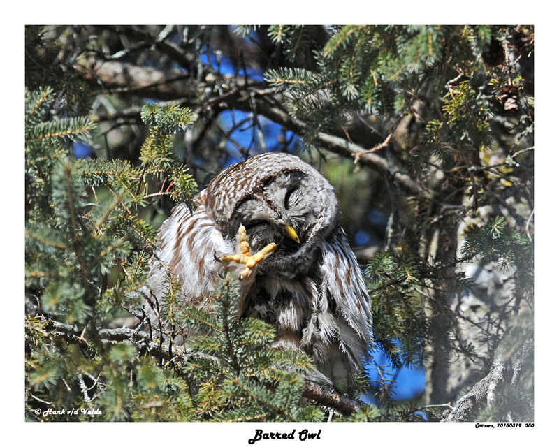 20150319 050 Barred Owl.jpg