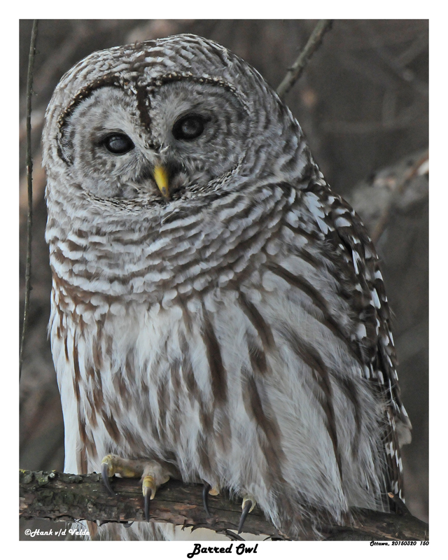 20150320 150 Barred Owl 1r2.jpg