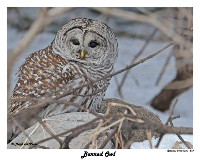 20150320 378 Barred Owl.jpg