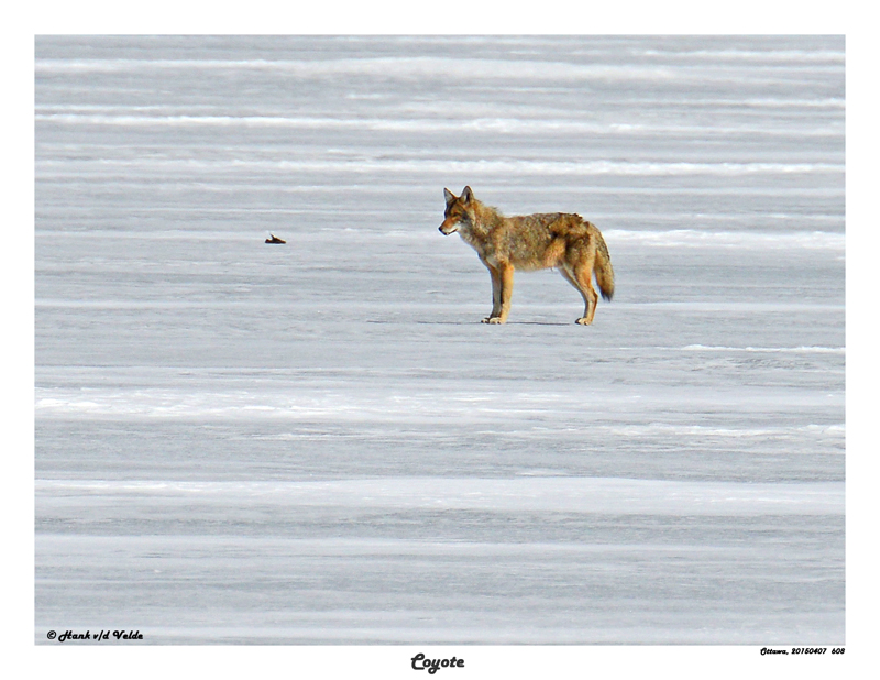 20150407 608 SERIES - Coyote.jpg