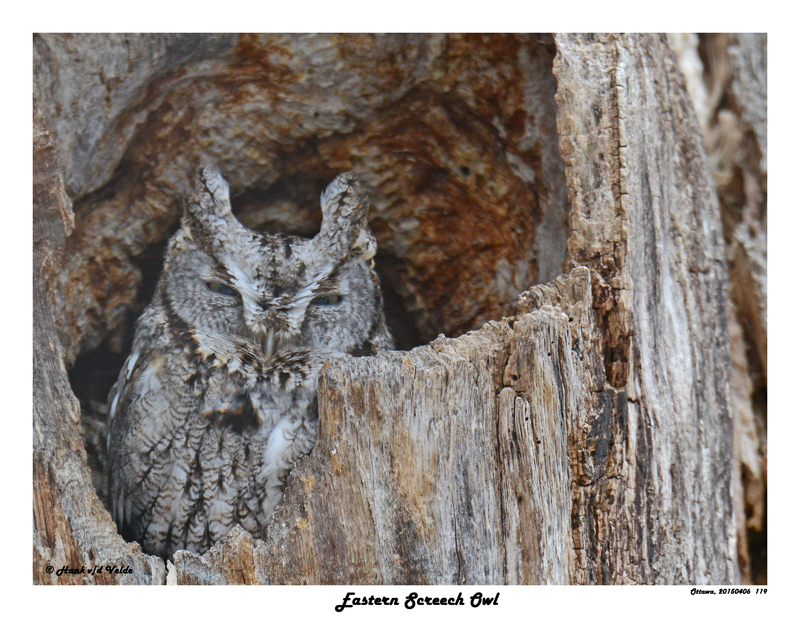 20150406 119 Eastern Screech Owl.jpg