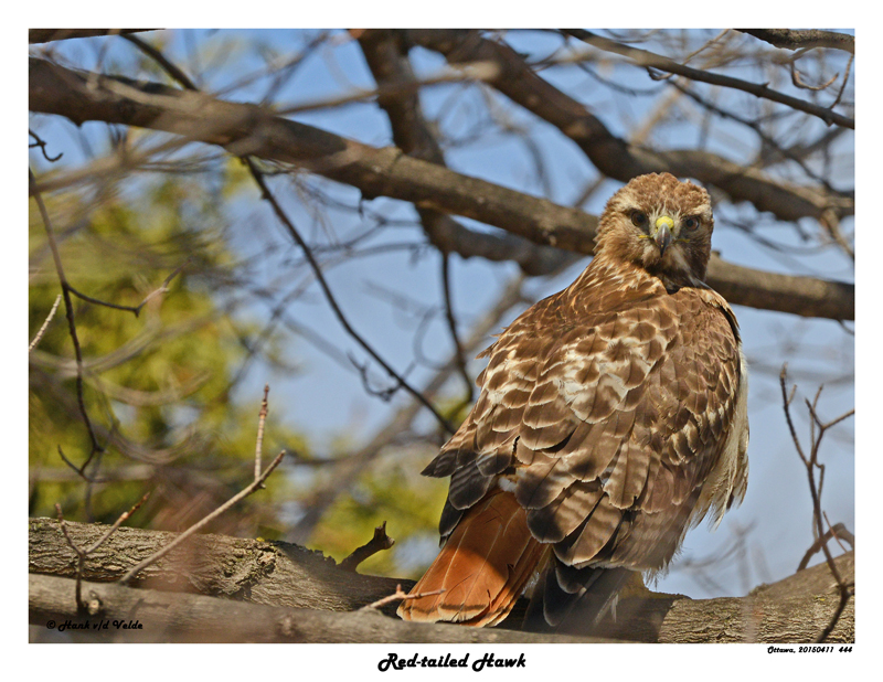 20150411 444 Red-tailed Hawk.jpg