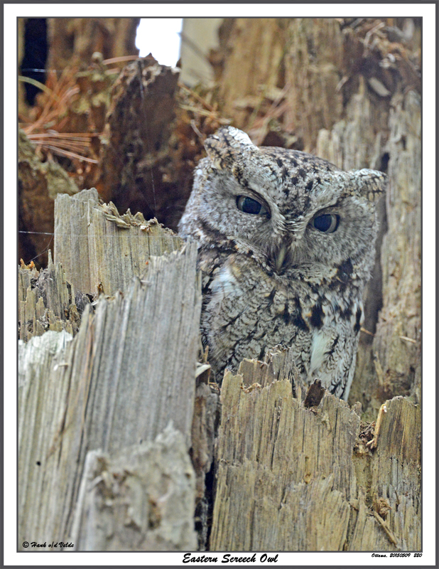 20150509 220 Eastern Screech Owl.jpg
