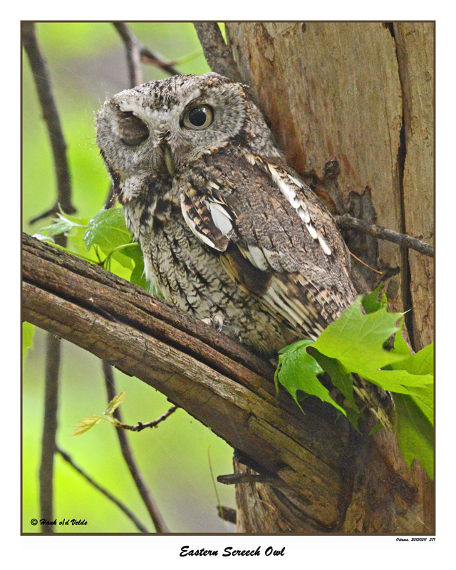 20150511 571 Eastern Screech Owl.jpg
