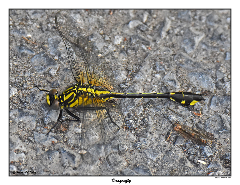 20150615 038 SERIES - Midland Clubtail Dragonfly.jpg
