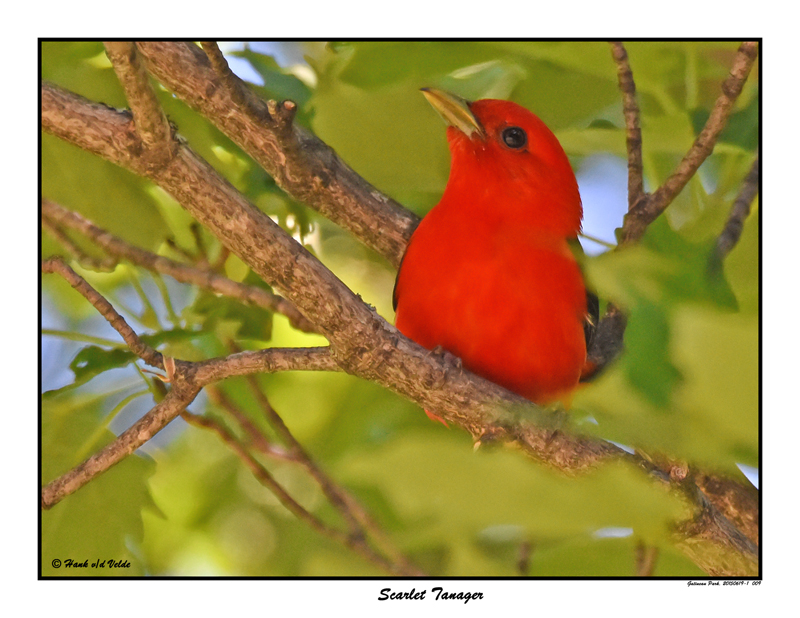 20150619 - 1 009 Scarlet Tanager.jpg