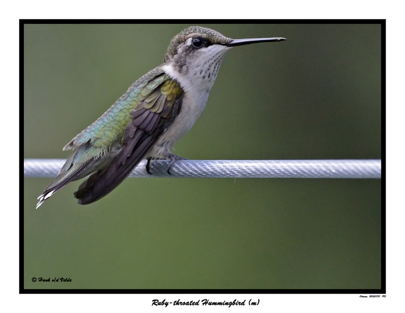 20150731 193 SERIES - Ruby-throated Hummingbird (m).jpg