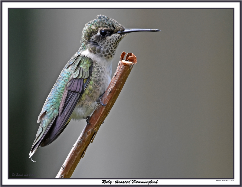 20150807-2 070 Ruby-throated Hummingbird.jpg